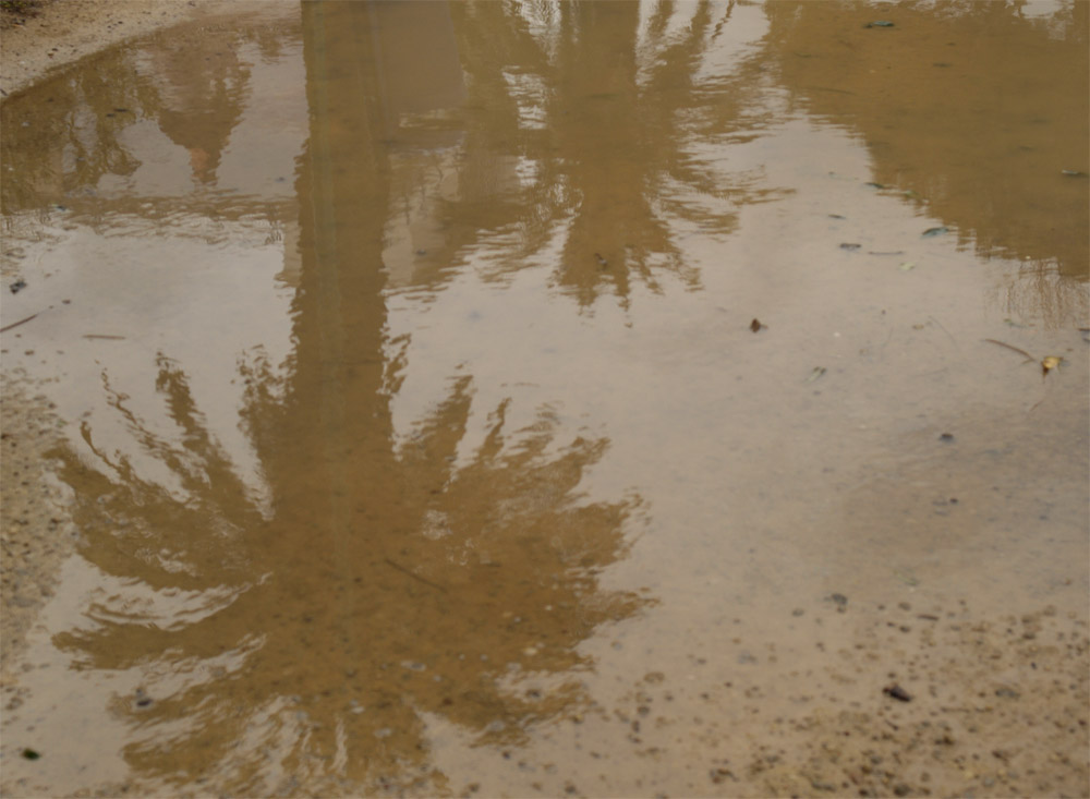 Palms reflection