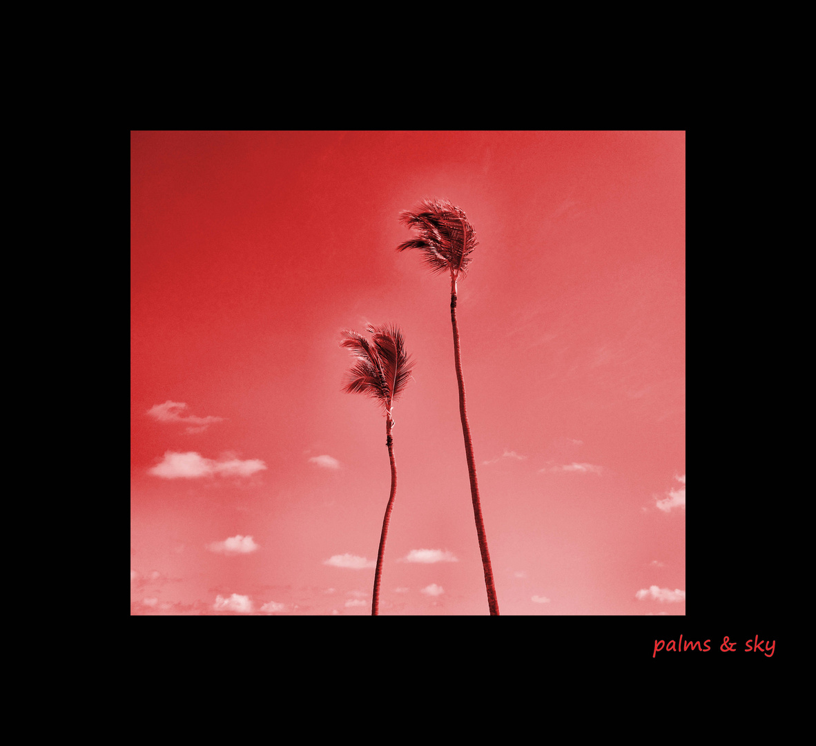 " palms & sky II "