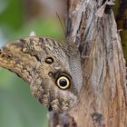 Palmschmetterling