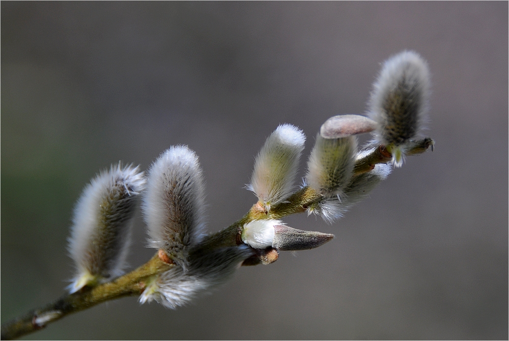 Palmsonntag