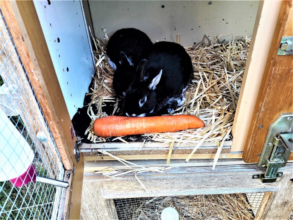 Palmsonntagssonderration für die Osterhasen 