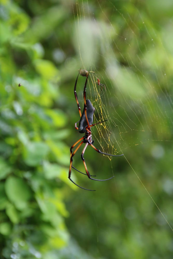 Palmspinne