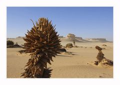 Palmstrunk am Rand des Grossen Sandmeers