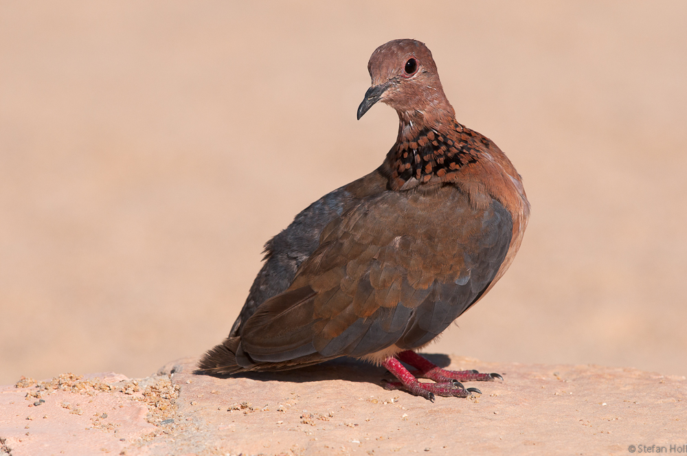 Palmtaube/Senegaltaube  (Streptopelia senegalensis)