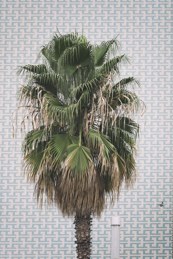 palmtree 2019