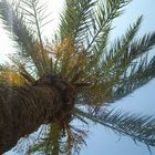 palmtree