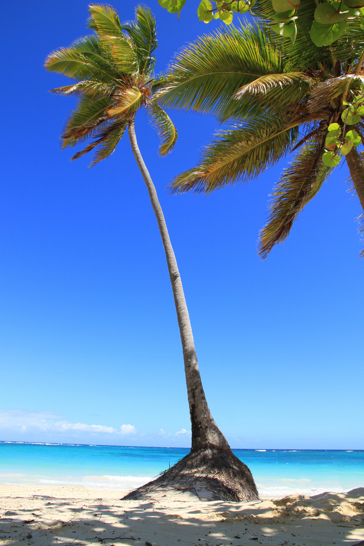 Palmtree at the Beach