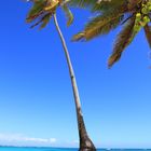 Palmtree at the Beach