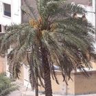 Palmtree