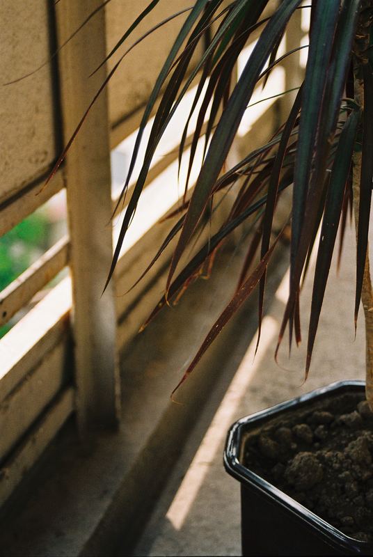 Palmtree on a balcony