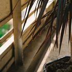 Palmtree on a balcony