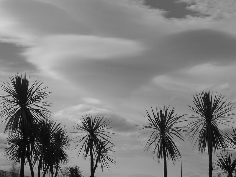 palmtrees