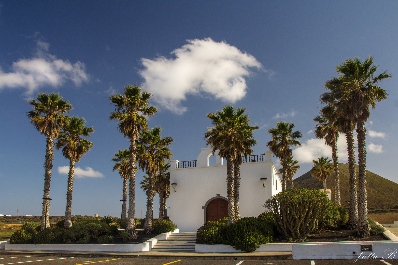 palmtrees