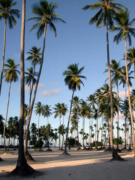 palmtrees and sand