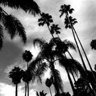 palmtrees ca