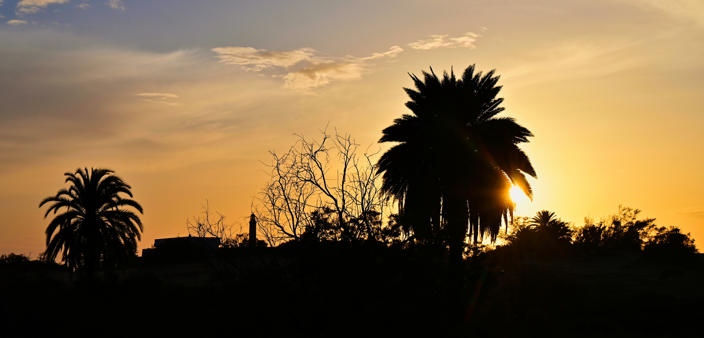 Palmtrees