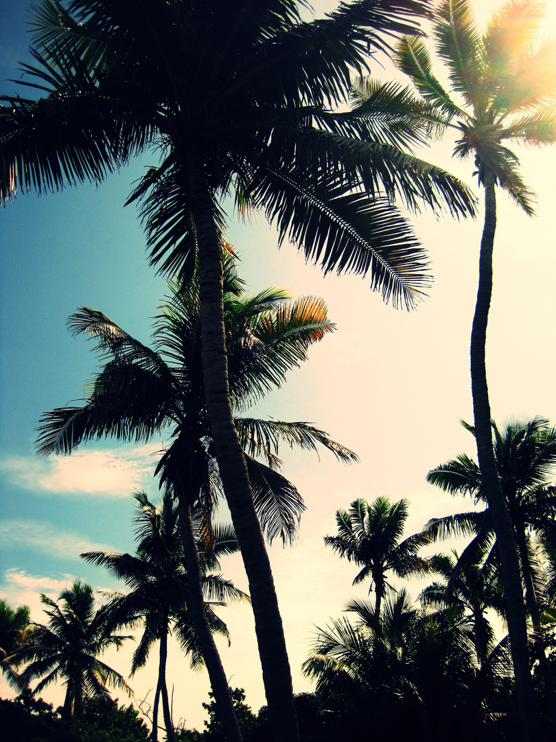 palmtrees*