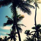 palmtrees*