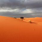 Palmtrees in the Sahara Desert, Morocco