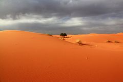 Palmtrees in the Sahara Desert, Morocco