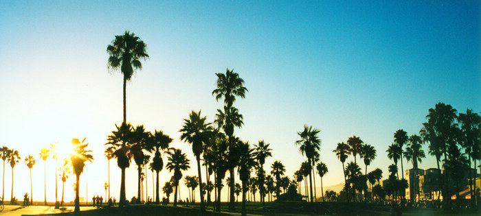 Palmtrees in Venice