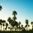 Palmtrees in Venice