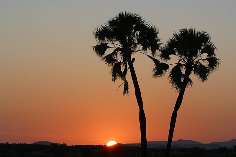 Palmwag