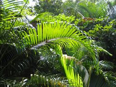 Palmwedel