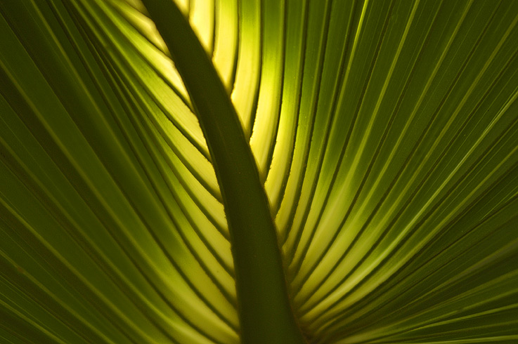 Palmwedel