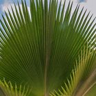 PALMWEDEL