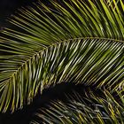 Palmwedel