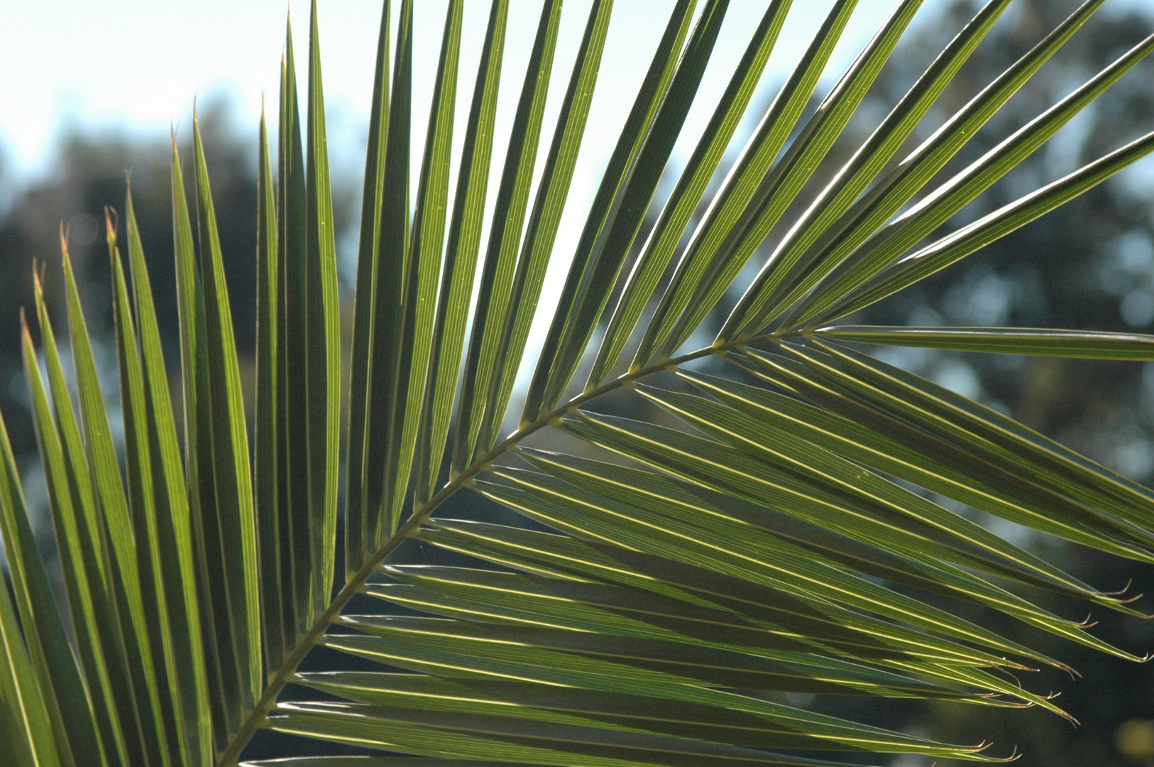 Palmwedel