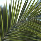 Palmwedel