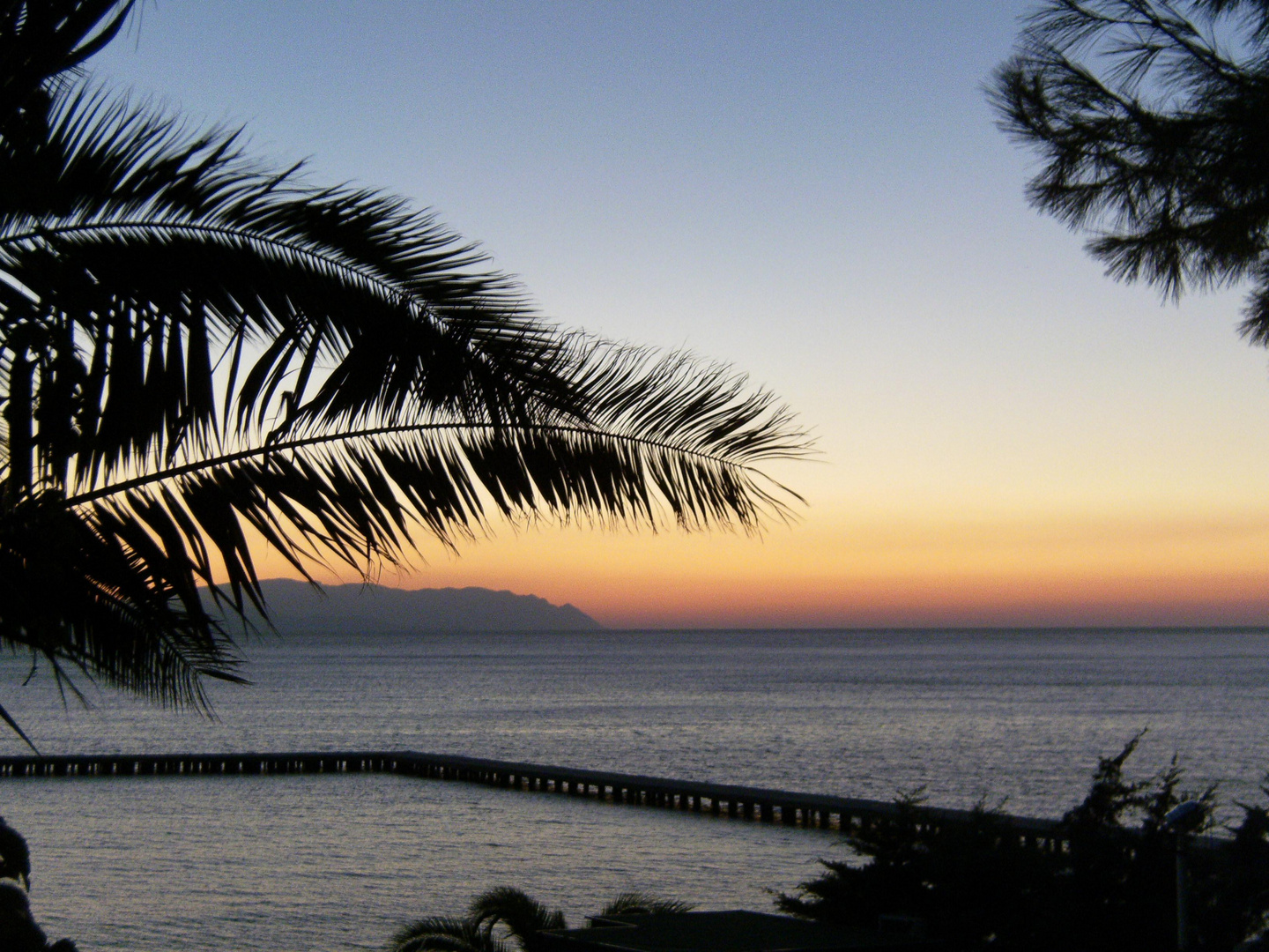 Palmwedel im Sonnenuntergang