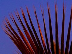 Palmwedel in der Abendsonne