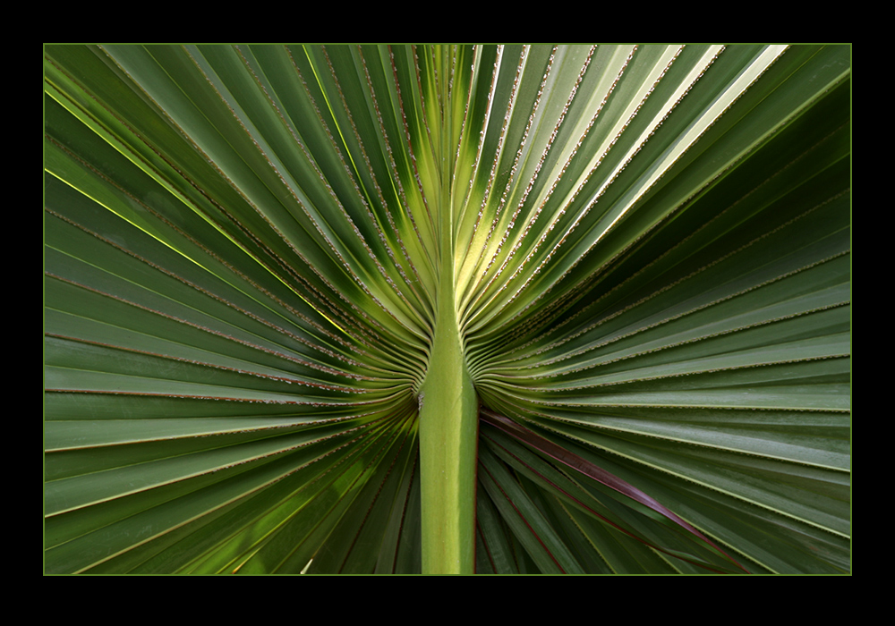 Palmwedel mittig