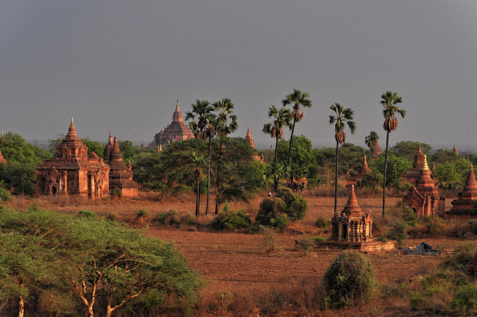 Palmyra Palmen in Bagan