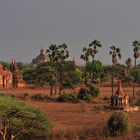 Palmyra Palmen in Bagan