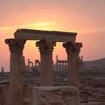 Palmyra sundowner