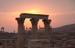 Palmyra sundowner