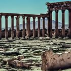 Palmyra, Syrien.   .120_4376