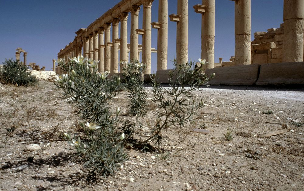 Palmyra, Tadmor Bild4