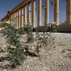 Palmyra, Tadmor Bild4