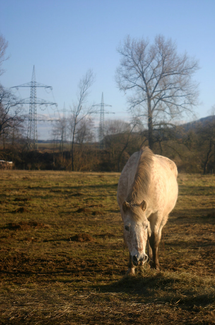 Palo beim Fressen