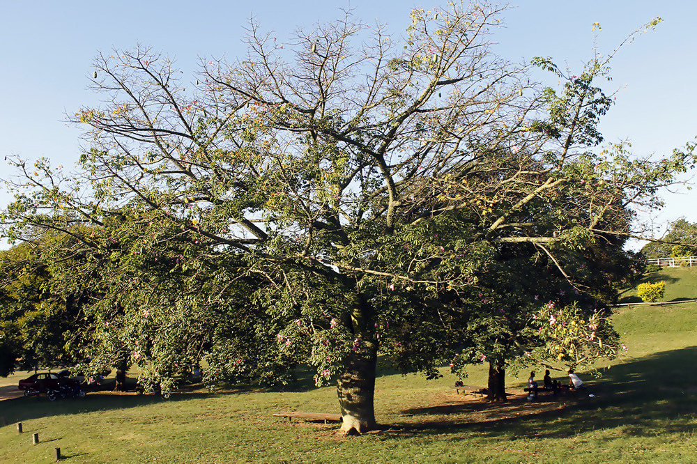 Palo Borracho