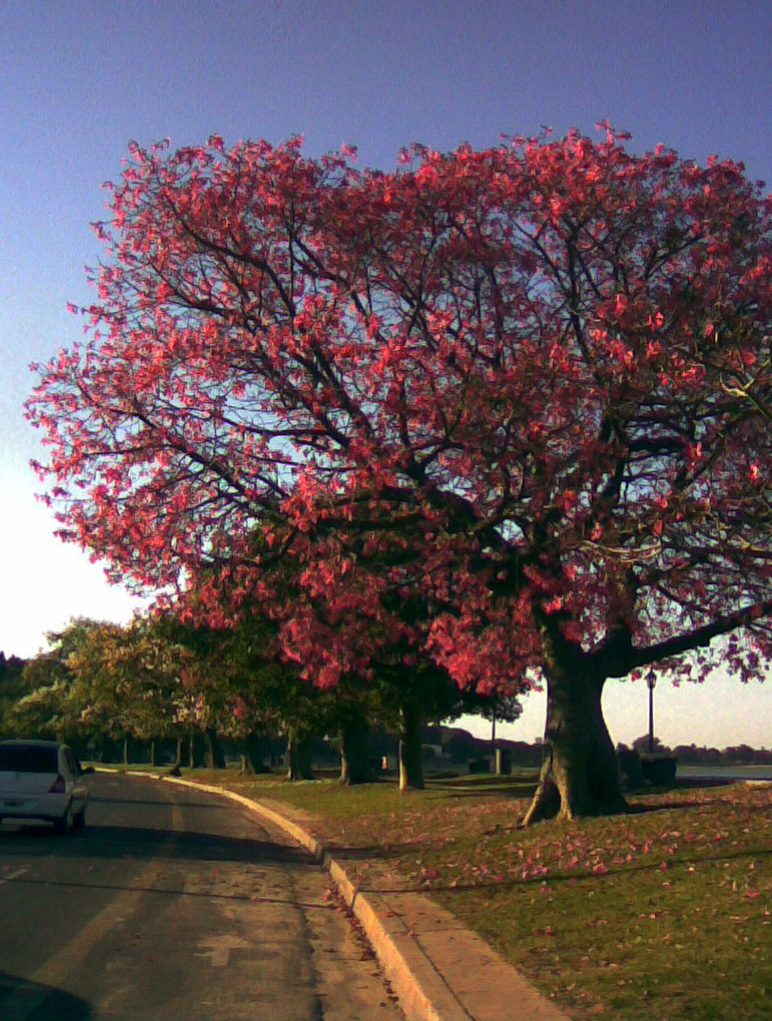 Palo borracho florecido