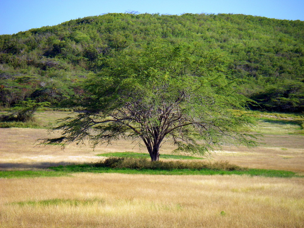 Palo Viejo