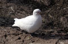 Paloma antartica