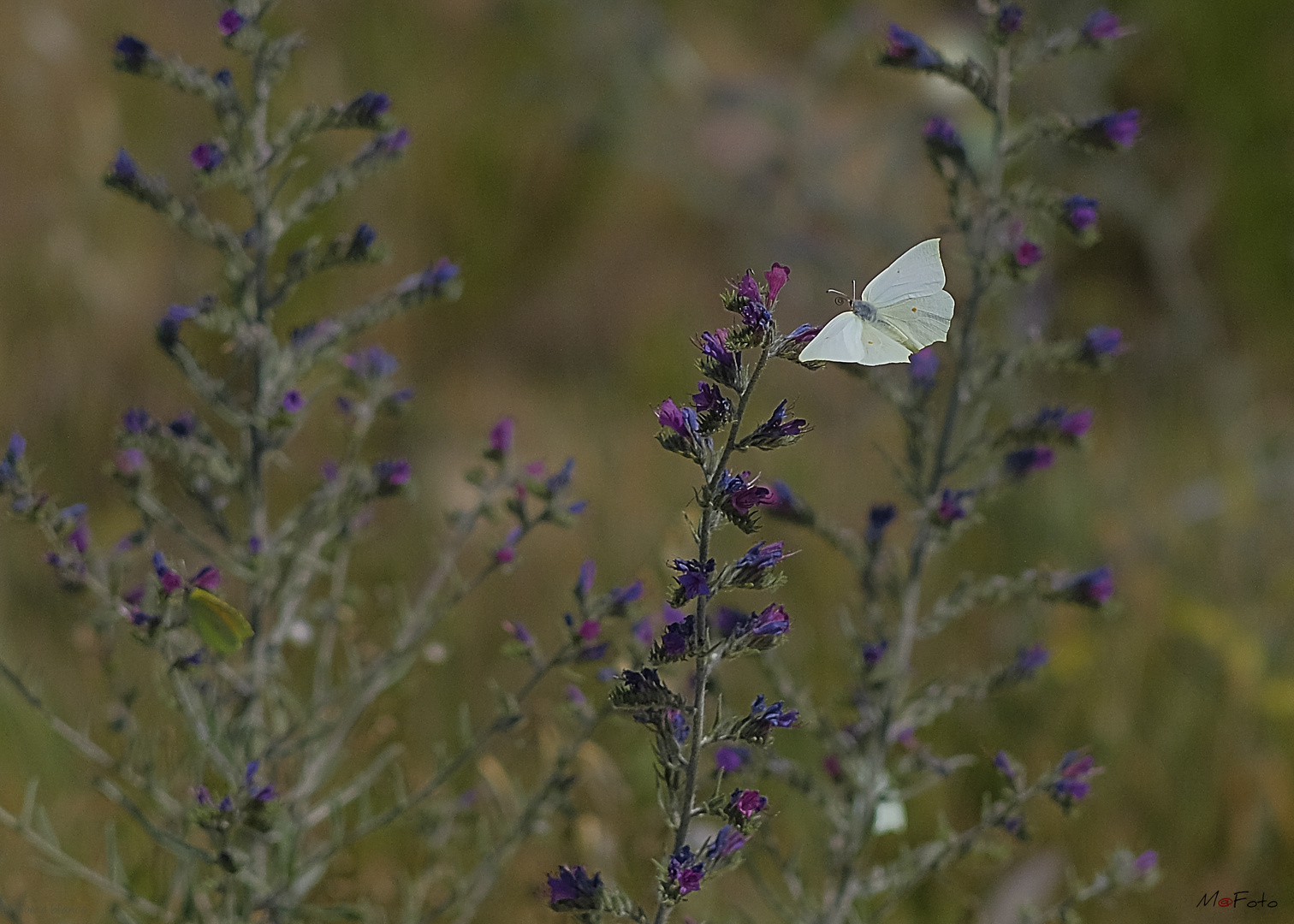 Paloma blanca