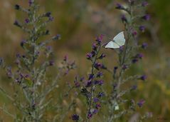 Paloma blanca